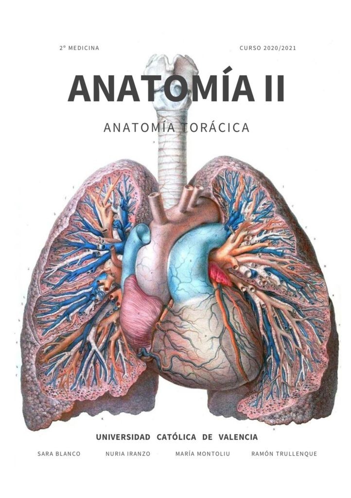 Anatomía Torácica II