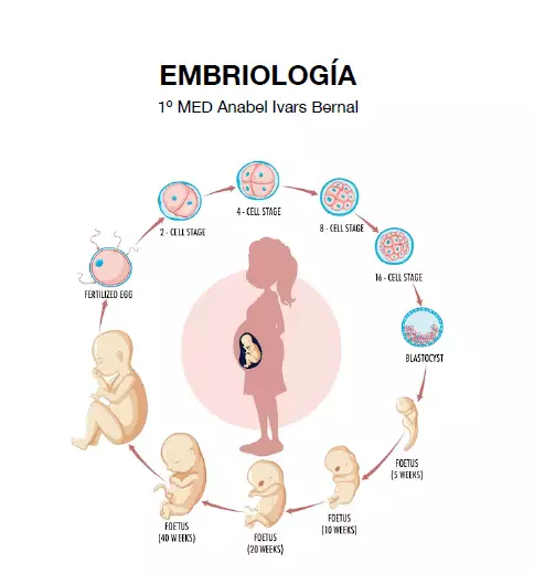 Embriología