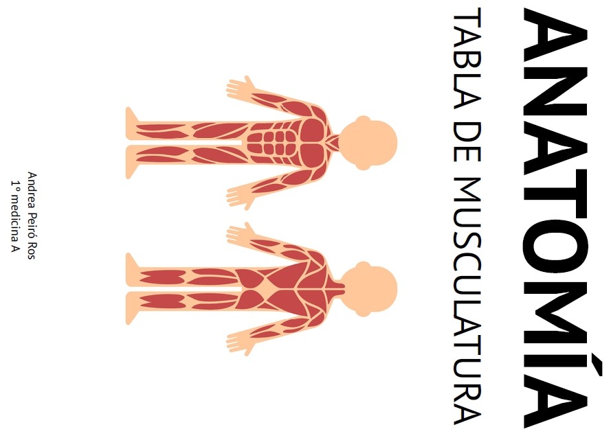 Tabla de musculatura