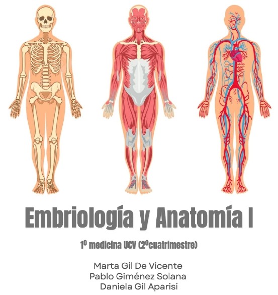Anatomía 2º Cuatrimestre