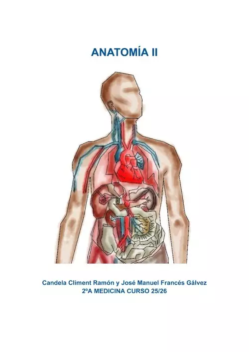 Anatomía II