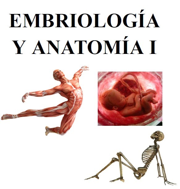 Embriología y anatomía - (315 pág) - (Blanca Navarro)
