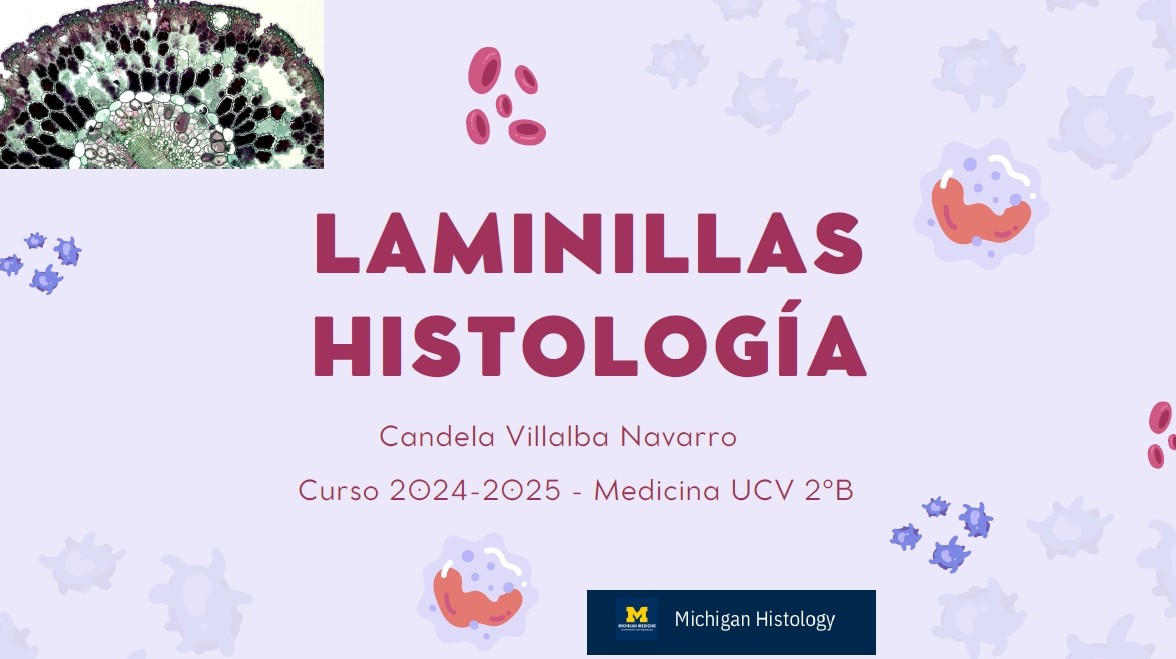 Laminillas histología - (95 pág) - (Candela Villalba)